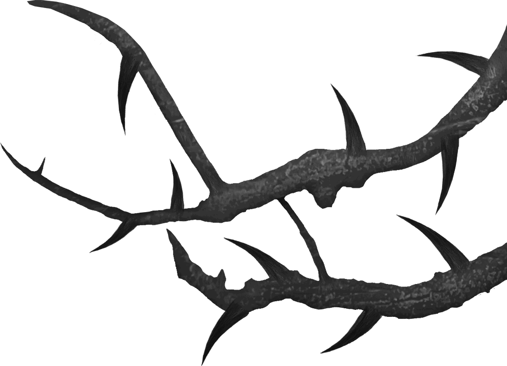 branches